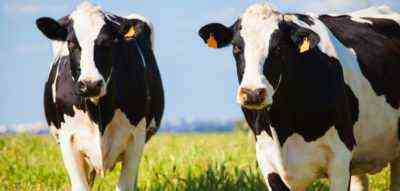 Metody leczenia brodawek na wymieniu krowy gotówkowej