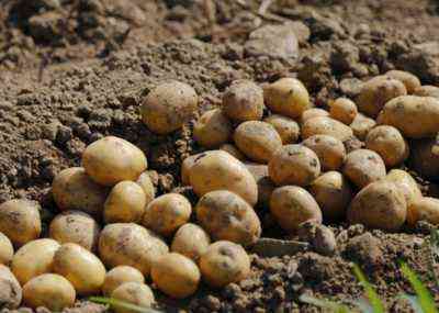 Metody uprawy ziemniaków z nasion