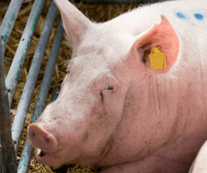 Najczęstsze choroby świń