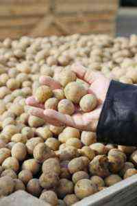Najlepsze nasiona elitarnych odmian ziemniaka