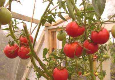 Najlepsze odmiany pomidorów na rok 2019