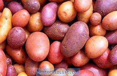 Najlepsze odmiany ziemniaków na Syberię