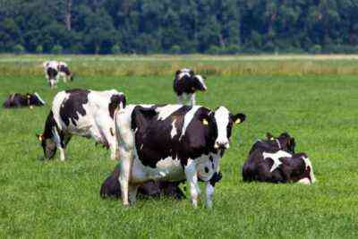 Najpopularniejsza rasa krów z całego świata