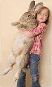 Największy i najmniejszy królik na świecie