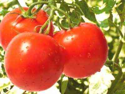 Niespodzianka charakterystyka pomidorów