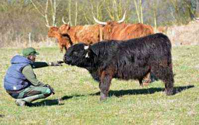 Niezwykłe cechy szkockiej krowy