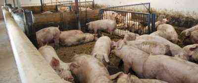 Objawy i leczenie glistnicy u świń