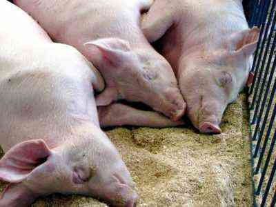 Objawy i leczenie wrzodów u świń