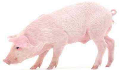 Objawy i metody leczenia choroby obrzękowej u świń mlecznych