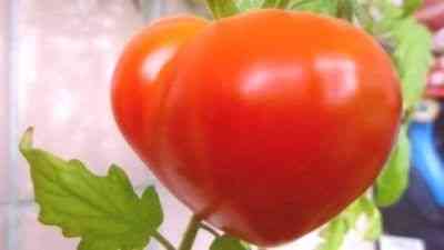 Odmiana pomidorów Budenovka