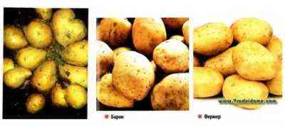 Odmiana ziemniaka Lapot