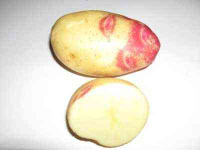 Odmiana ziemniaka Volat