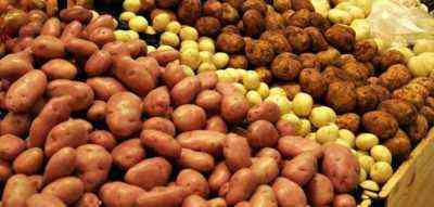 Odmiany białoruskich ziemniaków