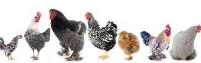 Odmiany dużych ras kurczaków