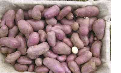 Odmiany holenderskich ziemniaków