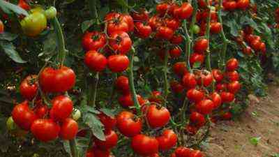 Odmiany pomidorów niewymiarowych do uprawy na otwartym terenie bez szczypania