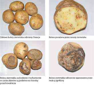 Odmiany zgnilizny ziemniaka