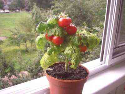 Opieka nad sadzonkami pomidorów w domu
