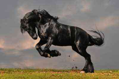 Opis czarnego konia