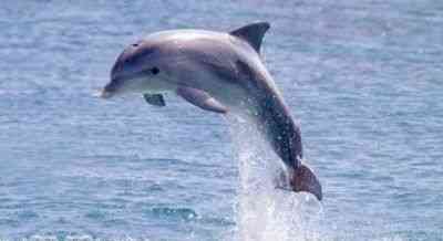 Opis delfina ziemniaczanego