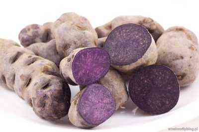 Opis fioletowych odmian ziemniaka