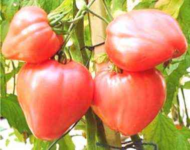 Opis i cechy odmian pomidorów Byk serce