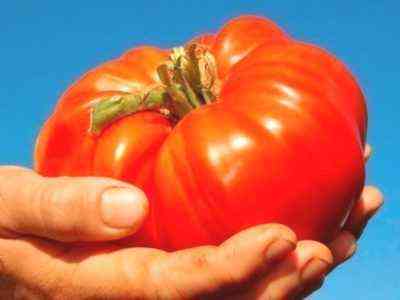 Opis i charakterystyka odmiany pomidorów Pink Souvenir