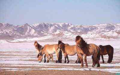 Opis konia mongolskiego