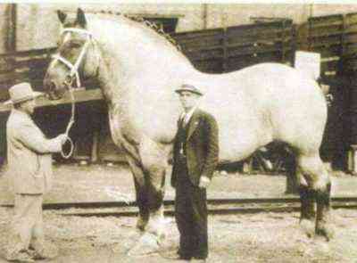 Opis największego konia na świecie