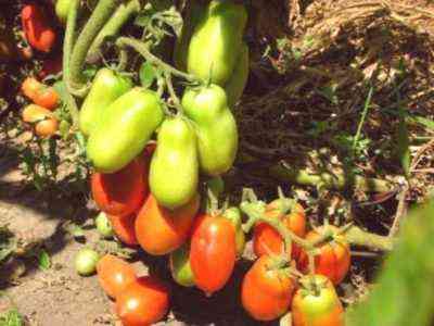 Opis odmian pomidorów Rakieta