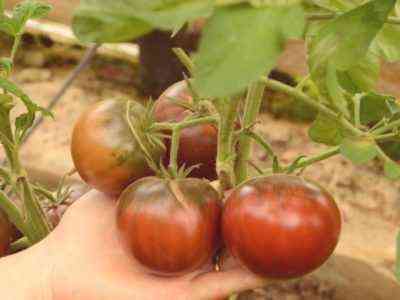 Opis odmian pomidorów Sachalin