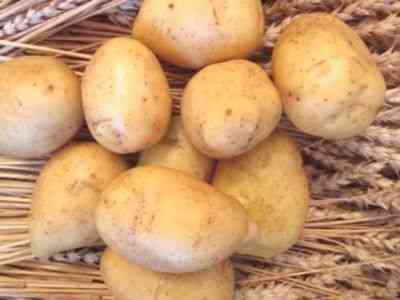 Opis odmian ziemniaka dla Czarnej Ziemi