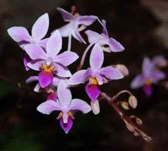 Opis orchidei Phalonopsis equestris