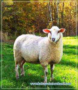 Opis owiec rasy Catum