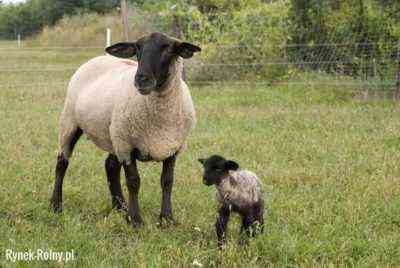 Opis owiec rasy Suffolk