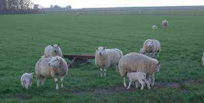 Opis owiec Texel