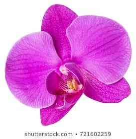 Opis Pink Orchid