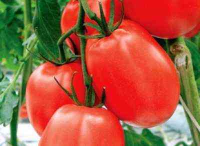 Opis pomidora Adeline