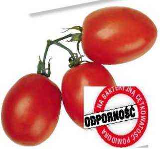 Opis pomidora Asterix