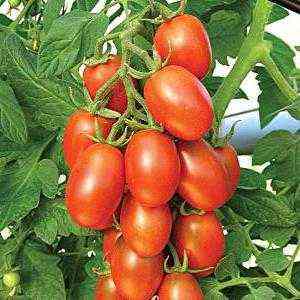 Opis pomidora Maroussia