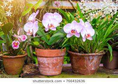 Opis Shillerian Orchid