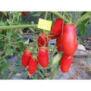 Opis szkarłatnego pomidora Mustang