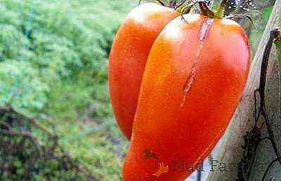 Opis Tomato Cornabel