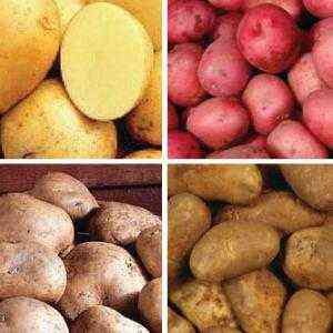 Opis ziemniaków Inara