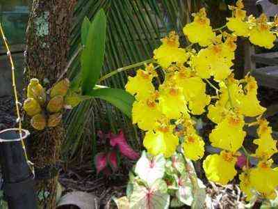 Opis żółtej orchidei