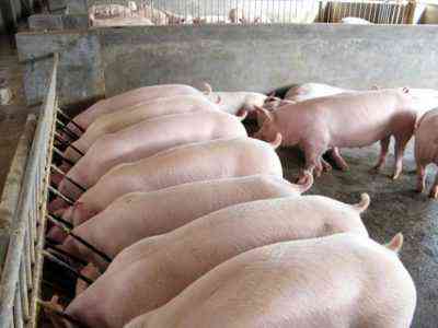 Organizacja mini planu hodowli świń biznesplanu