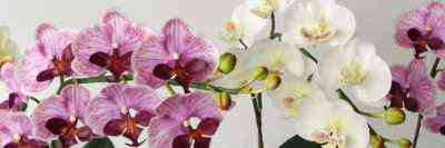 Phalaenopsis ojczyzny