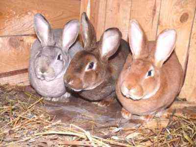 Podstawy hodowli królików dla początkujących
