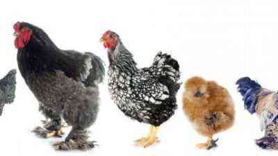 Popularne kurczaki karłowate