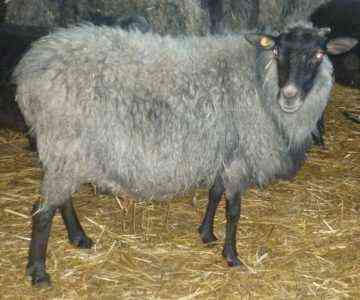 Popularne odmiany owiec ras mięsnych